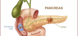 PANCREAS