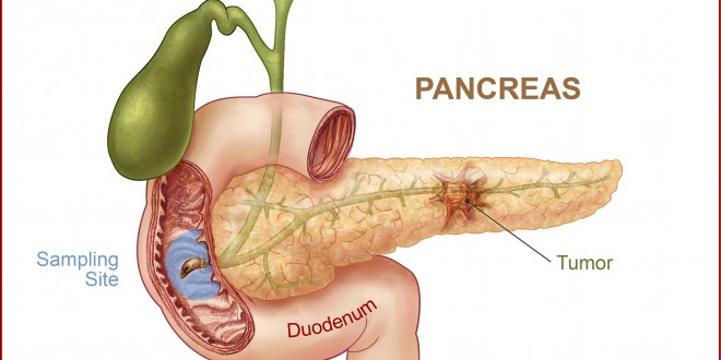 PANCREAS