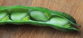 fava