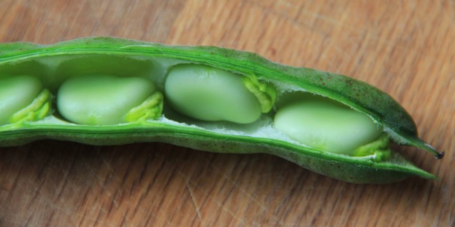 fava