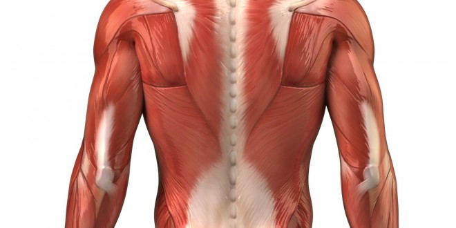 muscoli-lombari